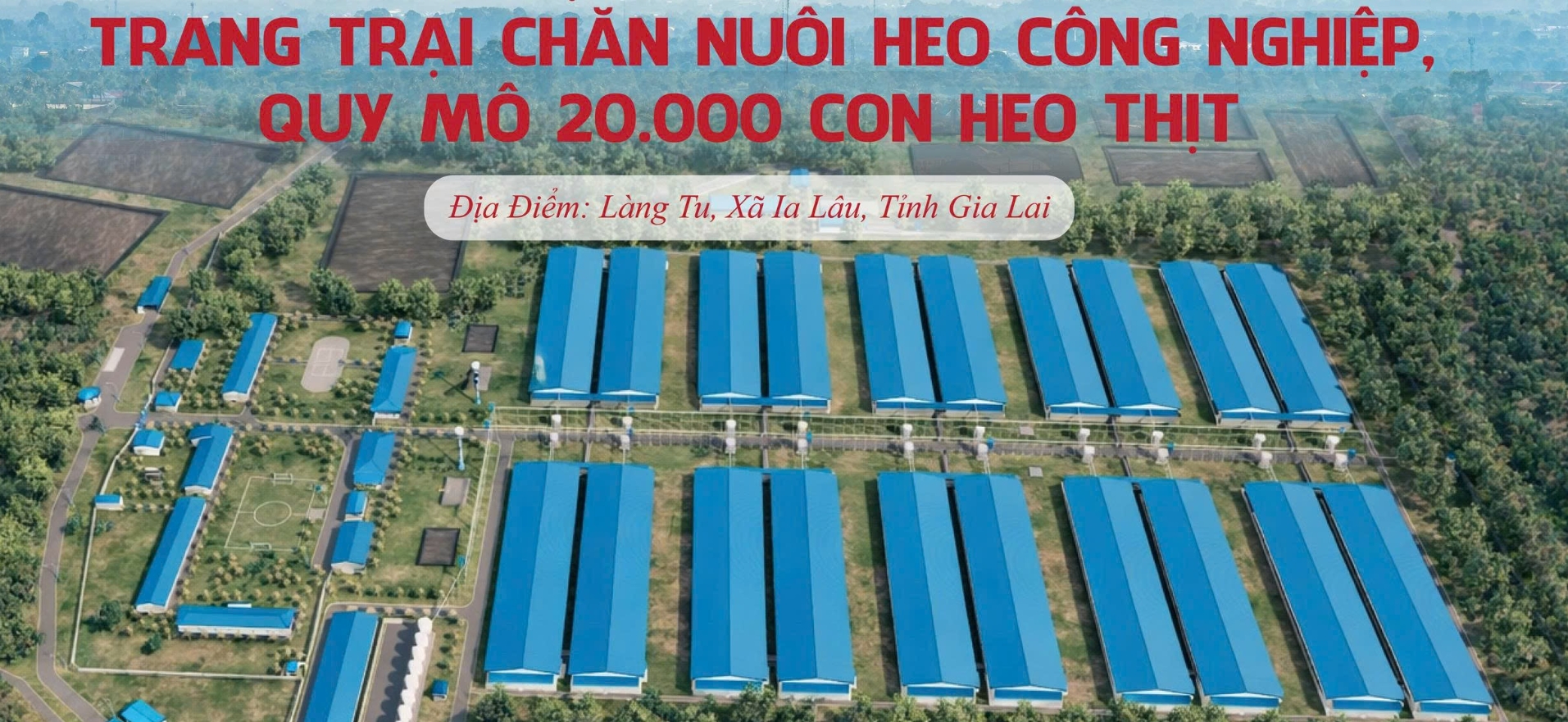 HI-TECH PIG FARM